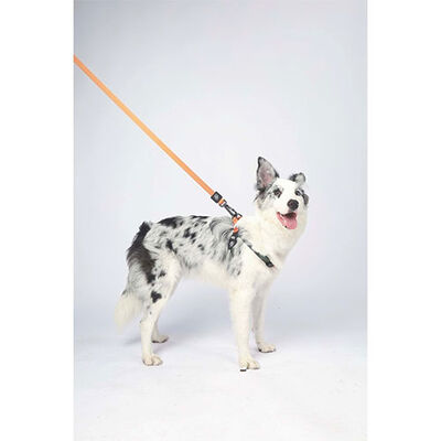 M-Pets Wild Jungle Köpek Gezdirme Kayışı Turuncu Small-Medium 1x120 Cm 