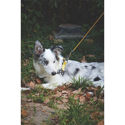 M-Pets Wild Safari Köpek Gezdirme Kayışı Sarı Large-XLarge 2x120 Cm 