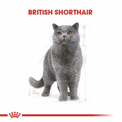 Royal Canin British Shorthair Adult Pouch Yetişkin Kedi Konservesi 6 Adet 85 Gr 