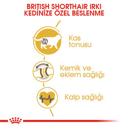 Royal Canin British Shorthair Adult Yetişkin Kedi Maması 2 Kg+2 Adet Pouch Hediye - Thumbnail