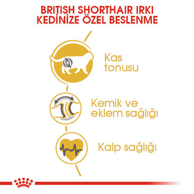 Royal Canin British Shorthair Adult Yetişkin Kedi Maması 2 Kg+2 Adet Pouch Hediye 