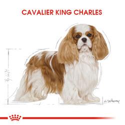 Royal Canin Cavalier King Charles Adult Yetişkin Köpek Maması 3 Kg - Thumbnail