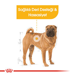 Royal Canin Ccn Medıum Dermacomfort Adult Orta Irk Yetişkin Köpek Maması 12 Kg - Thumbnail
