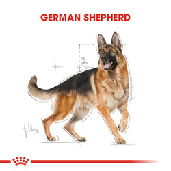Royal Canin German Shepherd Adult Yetişkin Köpek Maması 11 Kg - Thumbnail