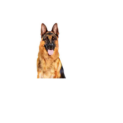 Royal Canin Loaf Mousse Büyük Irk Ezme Yetişkin Köpek Konservesi 12 Adet 410 Gr 
