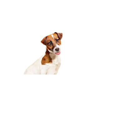 Royal Canin Loaf Mousse Küçük Irk Ezme Yetişkin Köpek Konservesi 12 Adet 195 Gr 