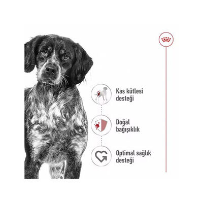 Royal Canin Loaf Mousse Orta Irk Ezme Yetişkin Köpek Konservesi 12 Adet 410 Gr 