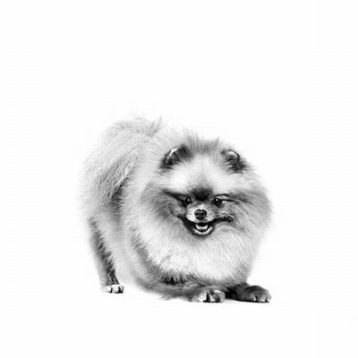 Royal Canin Pomeranian Adult Yetişkin Köpek Maması 1,5 Kg 