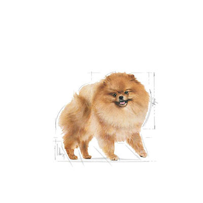 Royal Canin Pomeranian Loaf Gravy Pouch Yetişkin Köpek Konservesi 85 Gr 