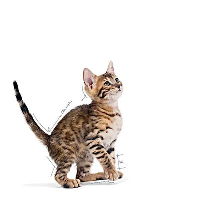 Royal Canin Pouch Kitten Sterilised Gravy Yavru Kedi Konservesi 85 Gr 