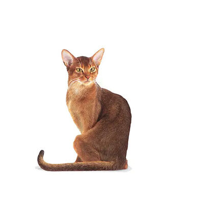 Royal Canin Fussy Exigent Seçici Kediler İçin Yetişkin Kedi Maması 10 Kg