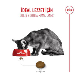 Royal Canin Fussy Exigent Seçici Kediler İçin Yetişkin Kedi Maması 10 Kg - Thumbnail