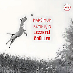Royal Canin Training Treats Eğitim İçin Köpek Ödül Maması 110 Gr - Thumbnail