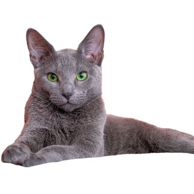 Rusya’ya Özgü Kedi Cinsleri