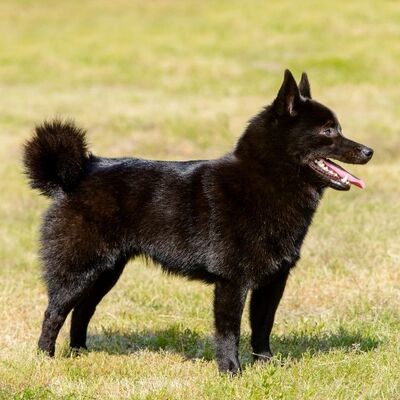 Schipperke Köpek Irkı Özellikleri ve Bakımı
