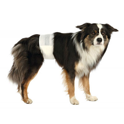 Trixie Erkek Köpek Pedi 12'li 60-80 Cm L-XL 