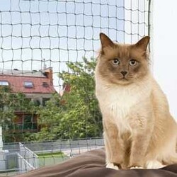Trixie - Trixie Kedi Cam Koruma Ağı 3x2 Mt Yeşil