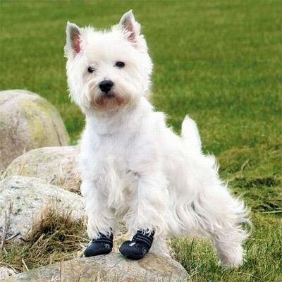 Trixie Köpek Yürüyüş Botu 2 Adet M-L Siyah 