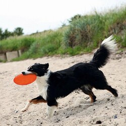Trixie Yüzen Termoplastik Kauçuk Frizbi Köpek Oyuncağı 18 Cm - Thumbnail