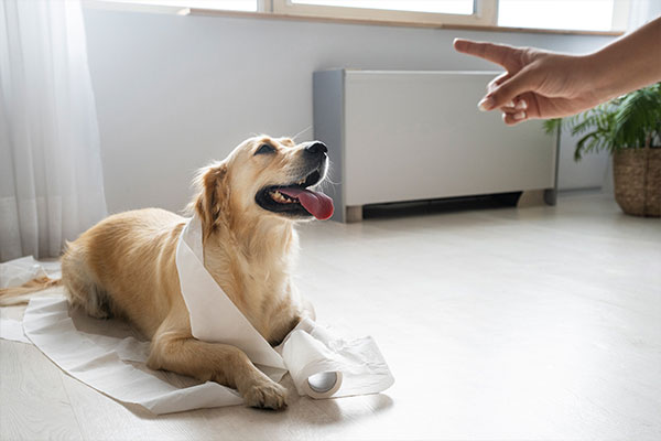 Köpek Gezintilerinde Hijyen ve Kolaylık İçin Öneriler